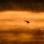 A serene sunrise at a misty lake. The silhouette of a heron stands in the shallow water backdropped by the rising sun.