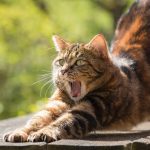 An orange tabby cat lying on a wooden surface, front paws stretched forward and mouth open wide in a large yawn.