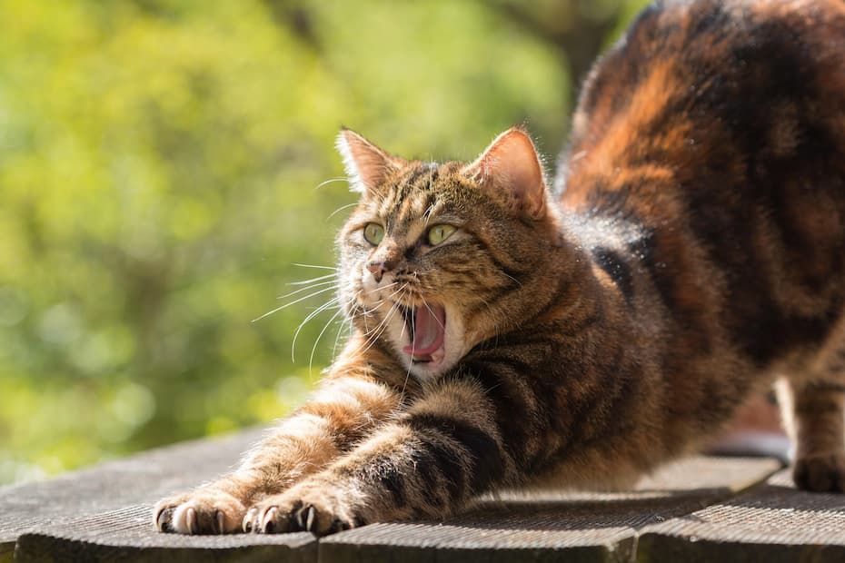 An orange tabby cat lying on a wooden surface, front paws stretched forward and mouth open wide in a large yawn.