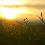 A close-up photograph of glittering dew-covered grass at sunrise.