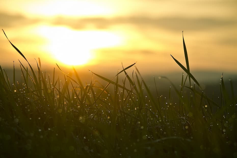 A close-up photograph of glittering dew-covered grass at sunrise.