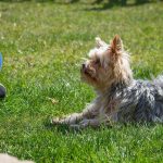 A Yorkshire Terrier looking up at a person holding a treat.