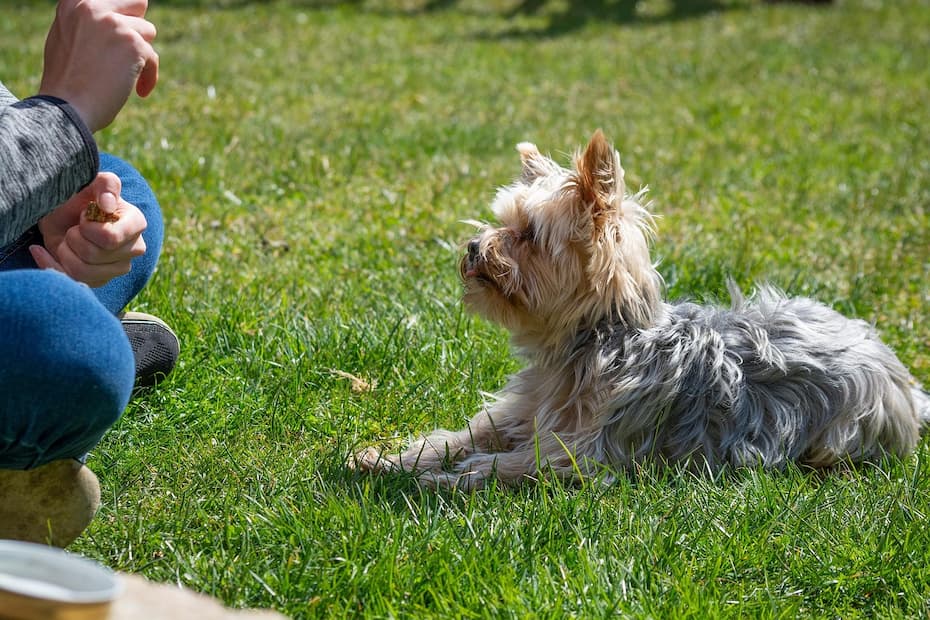 A Yorkshire Terrier looking up at a person holding a treat.