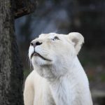 A close-up of a white lioness standing beside a tree, looking upward.