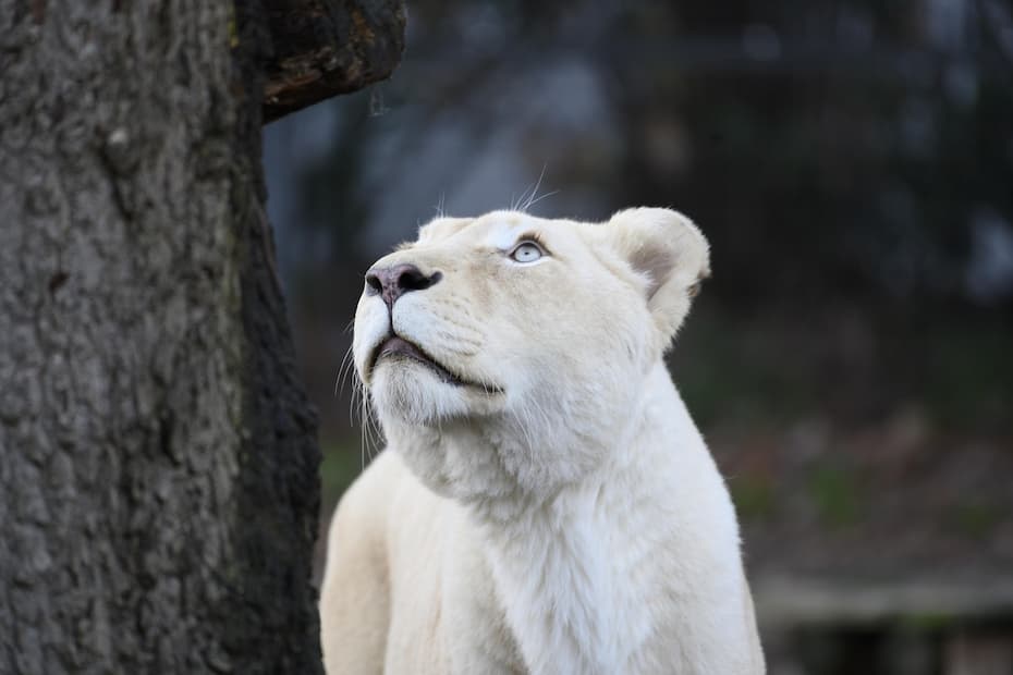 A close-up of a white lioness standing beside a tree, looking upward.
