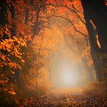 A leaf-covered path leading toward a glowing fog through orange autumn trees.