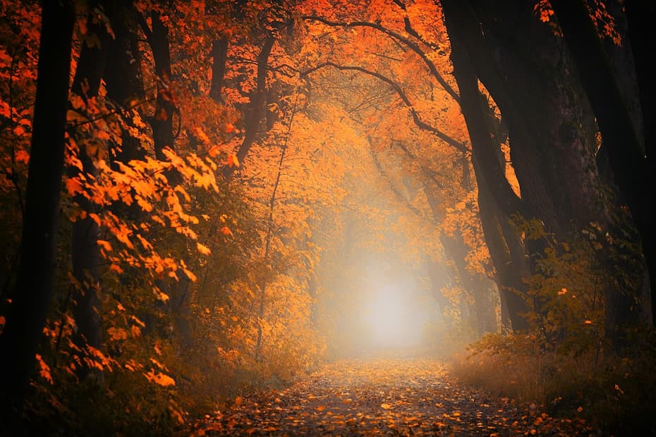 A leaf-covered path leading toward a glowing fog through orange autumn trees.